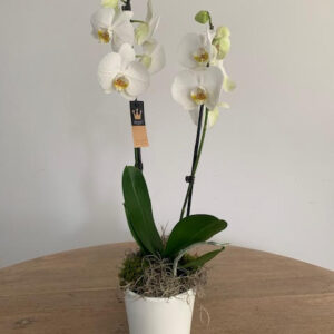 Plantarrangement Orchidee Small