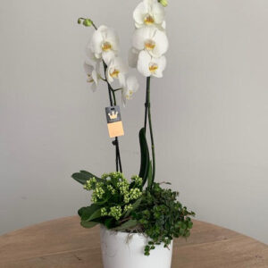 Plantarrangement Orchidee Large